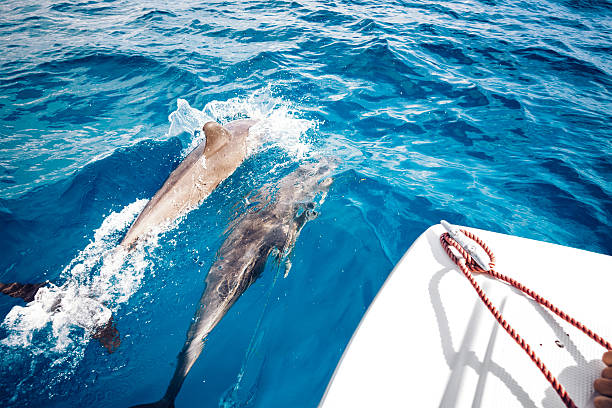 Spinner Dolphins